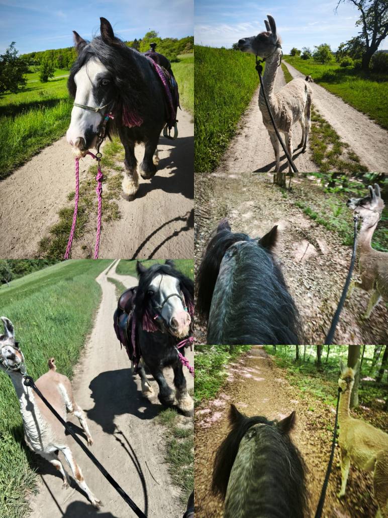 Pferd und Lama gemeinsam unterwegs auf Feld- und Waldwegen, teils vom Sattel aus fotografiert, Lama läuft neben oder um das Pferd herum.