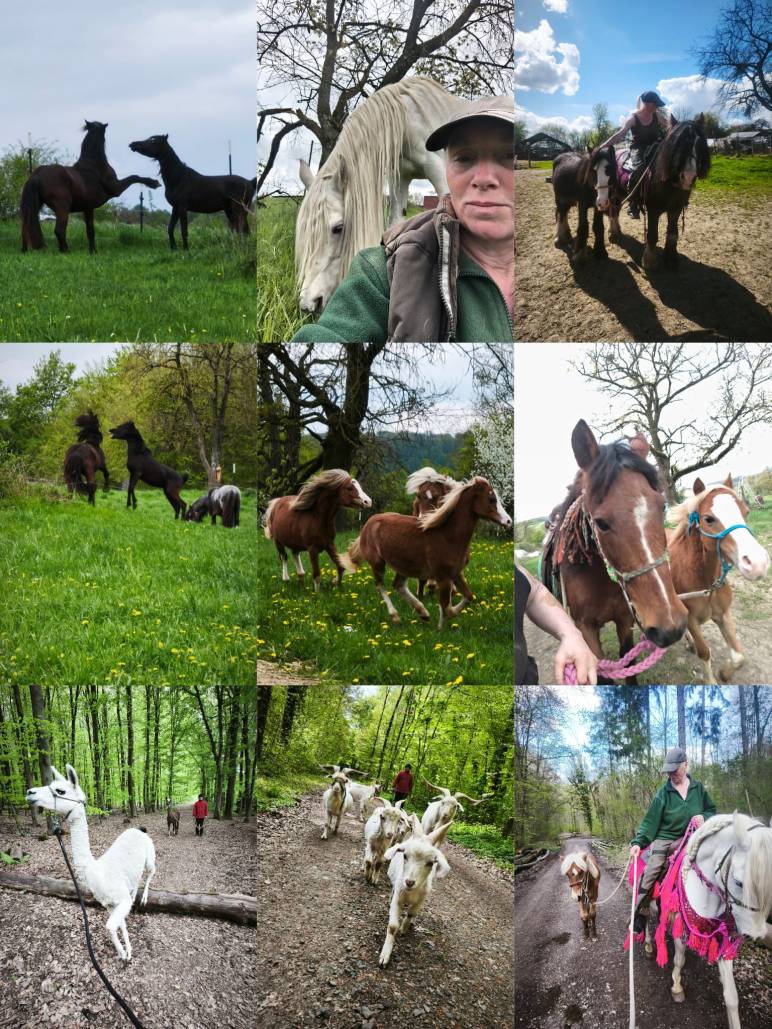 Collage aus neun Fotos: Hengste im freien Spiel, junge Pferde in Bewegung, geführte Spaziergänge mit Pferden, Lamas und Ziegen, gemeinsame Wege im Gelände sowie Alltag einer artübergreifenden Aufzucht- und Trainingsgemeinschaft.