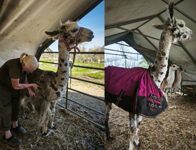 Lama wird ruhig und achtsam geschoren, daneben ein Bild mit Decke vor dem Scheren – Vergleich zwischen vorbereitetem Tier und Entlastung danach