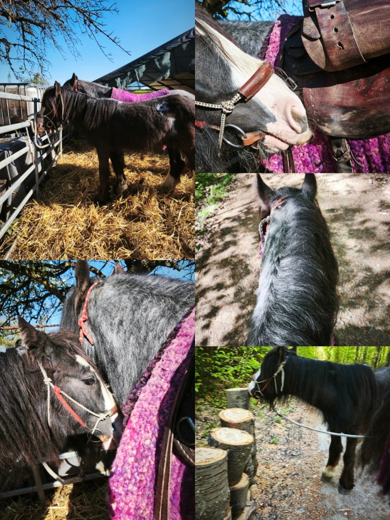 Jungpferd und erwachsenes Pferd beim gemeinsamen Vorbereiten, ruhiges Stehen beim Putzen und geführtes Gehen im Wald.