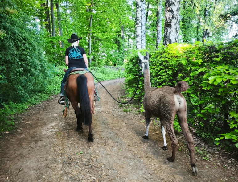 Frau reitet ein Pferd auf einem Waldweg, neben ihr läuft ein Lama an lockerer Leine durch grünes Unterholz