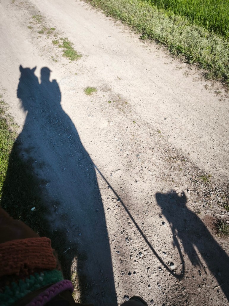 Schattenbild einer Frau mit Basecap auf einem Pferd, daneben ein weiteres Pferd am Führstrick auf einem Feldweg in der Abendsonne.