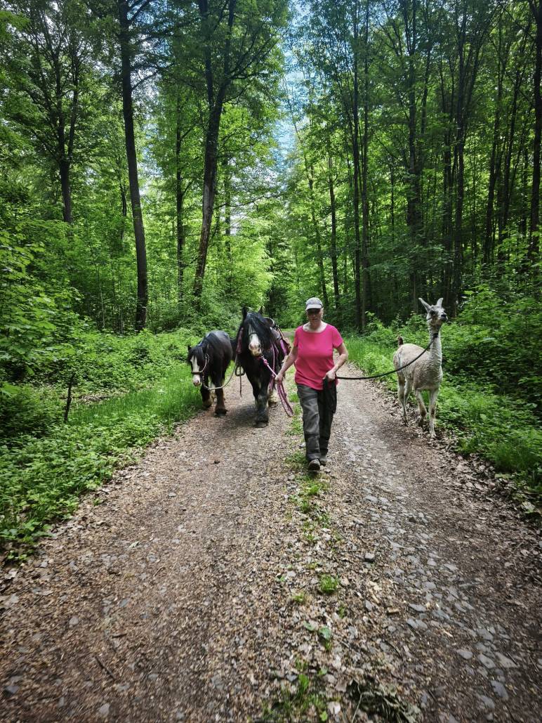Eine Frau läuft mit einem Tinkerhengst, einem Jungtier und einem Lama auf einem schmalen Grasweg durchs Gelände. Die Tiere wirken aufmerksam und sensibel. Im Hintergrund ländliche Umgebung. Die Szene vermittelt Ruhe, Wachsamkeit und verantwortungsbewussten Umgang mit Tieren trotz stressiger Situationen im Außen.
