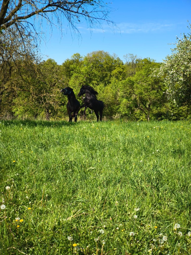 Zwei schwarze Hengste bewegen sich aufmerksam und kraftvoll gemeinsam auf einer grünen Wiese vor Bäumen unter blauem Himmel.