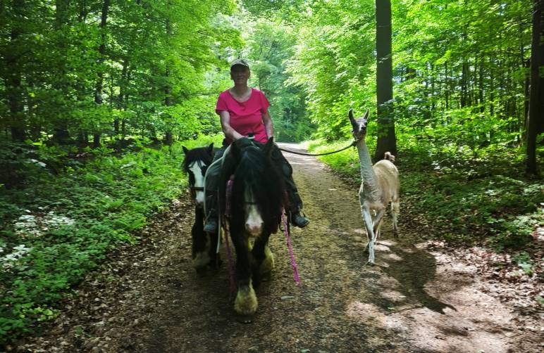 Frau in Arbeitskleidung mit mehreren Pferden auf einer Wiese oder im Offenstall. Ruhige, klare Atmosphäre. Die Tiere wirken aufmerksam und verbunden. Im Vordergrund handgemachte Ausrüstung aus natürlichen Materialien. Stimmung von Verantwortung, echter Arbeit und respektvoller Partnerschaft zwischen Mensch und Tier.
