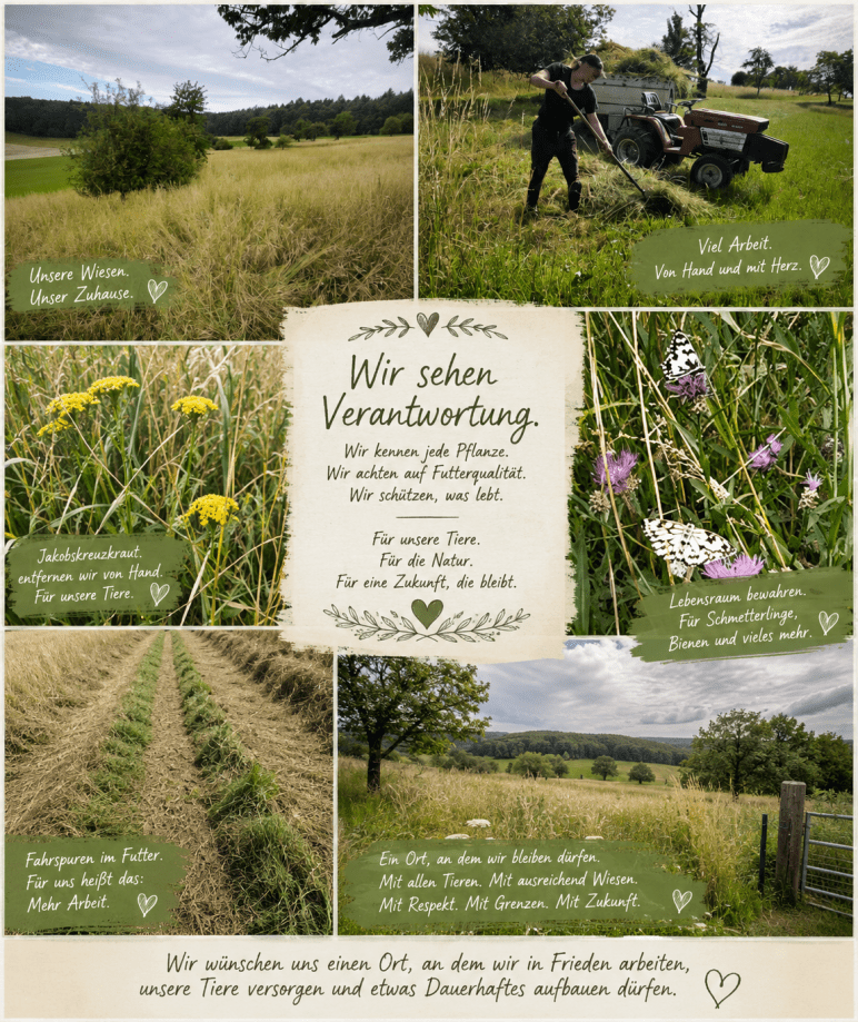Collage aus mehreren Fotos einer Obstbaumwiese. Zu sehen sind hohe Grasflächen, Handarbeit bei der Heuernte mit Rechen und kleinem Traktor, eine gemähte Hangwiese, Schmetterlinge auf Flockenblumen sowie Jakobskreuzkraut zwischen den Gräsern. Die Bilder zeigen die Arbeit der Futtergewinnung, die Pflege der Wiesen und den Erhalt der Artenvielfalt.