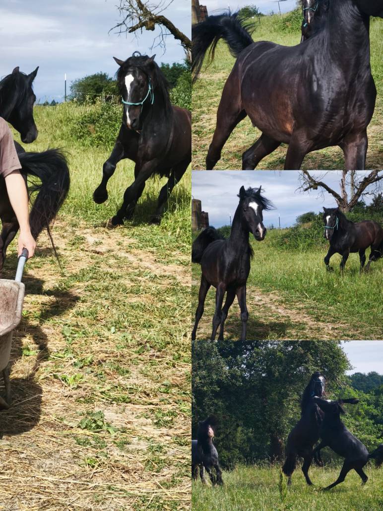 Eine Fotocollage mit kraftvollen, schwarzen Pferden auf einer grünen Weide unter blauem Himmel. Links ist ein Pferd in dynamischer Bewegung im Trab zu sehen, daneben ein Mensch mit einer Schubkarre. Die rechten Bilder zeigen Ausschnitte der Herde: Ein stolz stehender Rappe mit Blesse, zwei spielende oder steigende Pferde im Hintergrund und die muskulöse Dynamik der Tiere in ihrem Alltag.